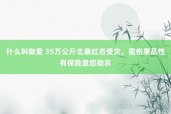 什么叫做爱 35万公斤北寨红杏受灾，雹伤果品性有保险邀您助农